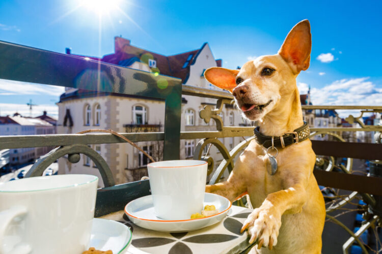 All You Need to Know About Tea for Dogs